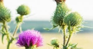 كل ما تريدينه من أعشاب ستجدينه بكل سهولة لدينا