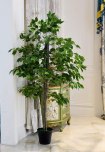 اكسسوارات نباتات زينة من سيتي ماكس