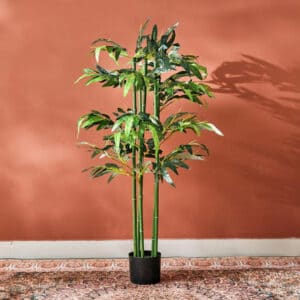 شجرة خيزران من تيودورا