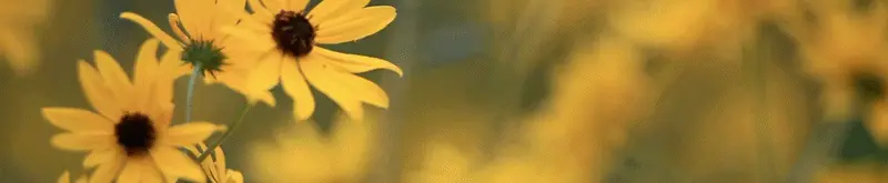 800 فلورز - 800 flowers